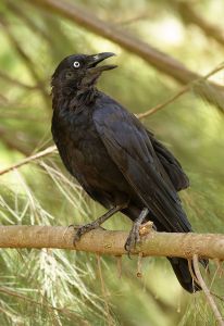 The little raven on a silky oak branch