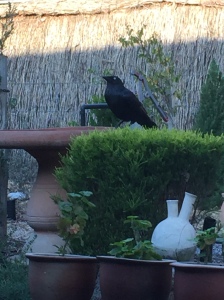 Little raven drinking from our bird bath