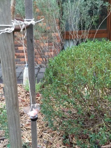 Food container attached to tree with a long string