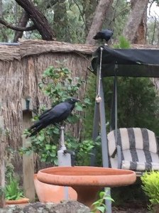 Two ravens in the garden with the food capsule untouched