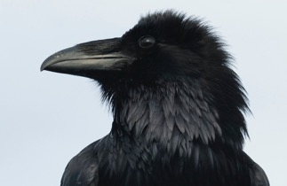 JPoulson-Raven